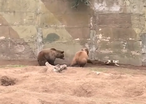 Gato é atacado por ursos e tenta fugir em zoológico 