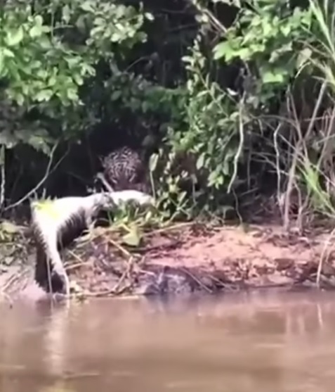 onça-pintada arrastou jacaré pelo pescoço