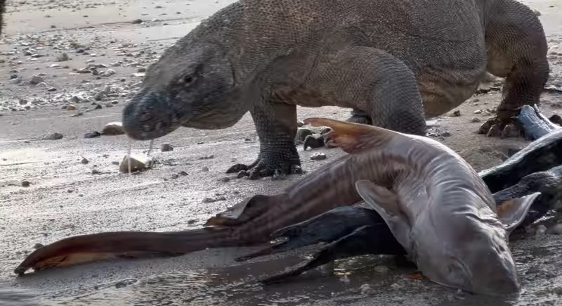 The shark was eaten whole by a Komodo dragon