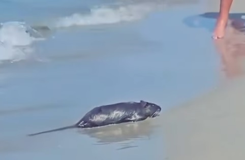 Rato gigante aparece em praia #animaisnotiktok #biologia #ratos