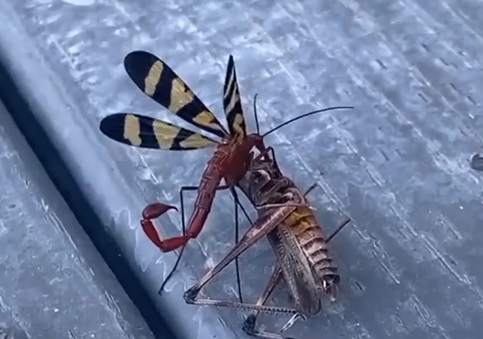 Espécie bizarra de inseto assusta internautas e biólogo explica