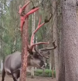 Vídeo mostra rena raspando os chifres em árvore