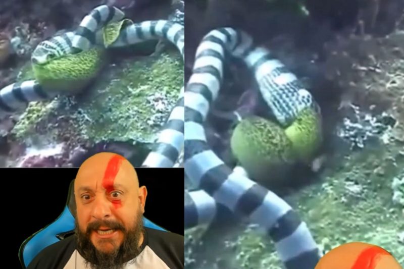 Serpentes marinhas se "embolam" em batalha pelo alimento 