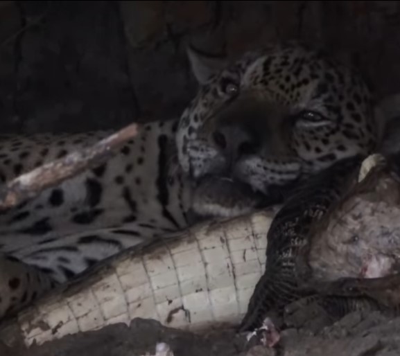 Cena de uma onça deitada em cima de um jacaré dividiu opinião de internautas em vídeo compartilhado recentemente - Foto: Erisvaldo Almeida/Arquivo Pessoal/ND
