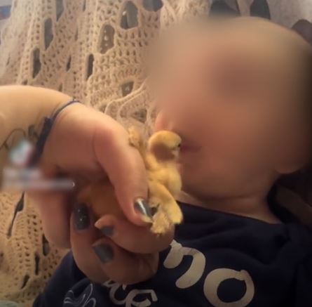 A simpatia supostamente ajudaria o beb&ecirc; a falar mais cedo – Foto: Reprodu&ccedil;&atilde;o Tiktok/ND