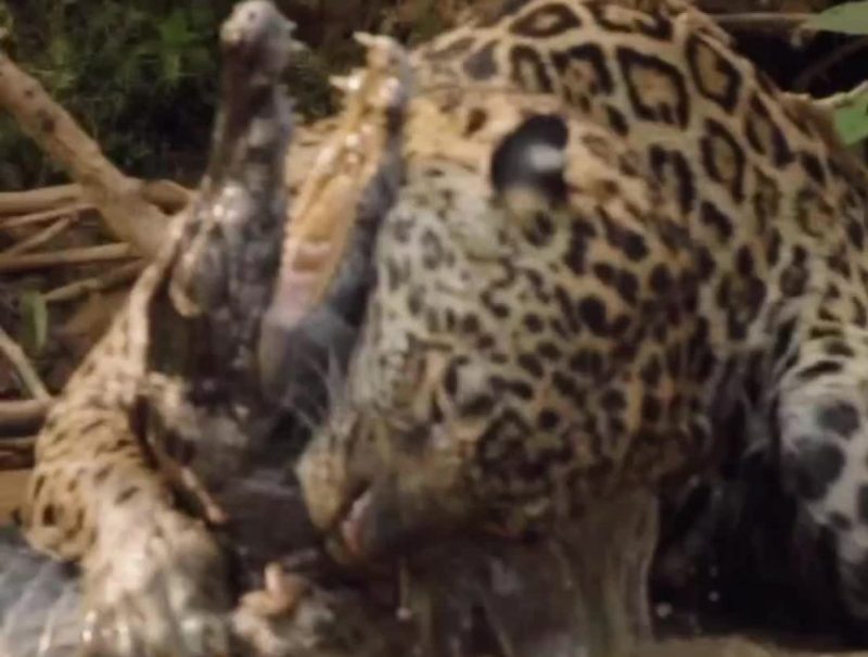 A onça-pintada pegou o jacaré pelo pescoço no meio de um lago