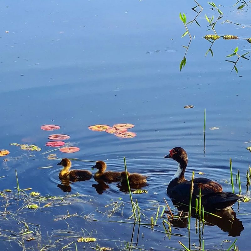 Ducks are the main attraction for alligators.  Photo: @pousadaareiasdoembau/Instagram/Reproduction/ND