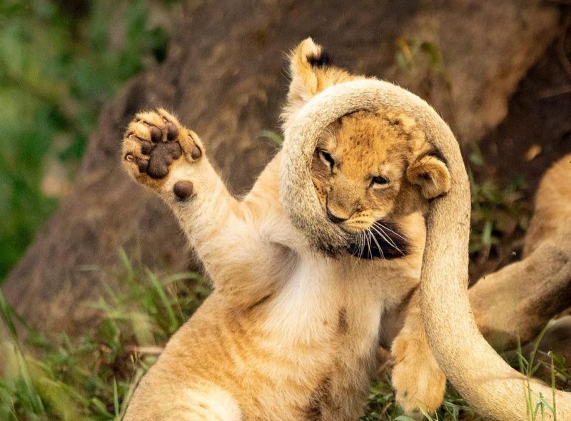 Filhote de leão aparece na fotografia brincando com o rabo do papai