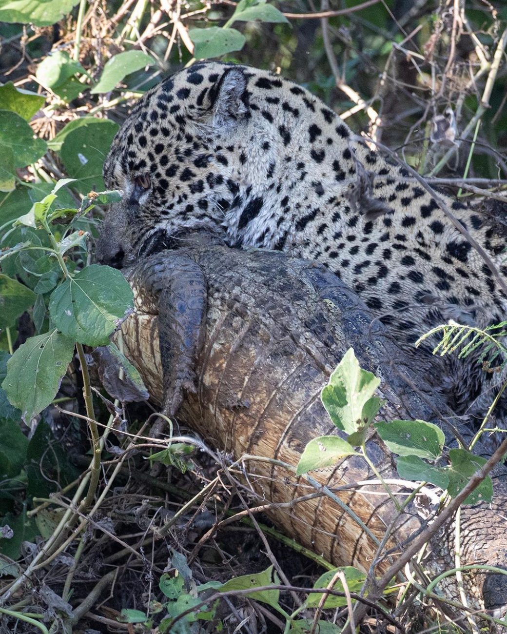 The group caught a jaguar preparing to hunt.  - Thomas Thibault/Reproduction/ND