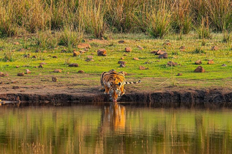 Registro viralizou na internet – Foto: Nisha Purushothaman/Instagram/ND