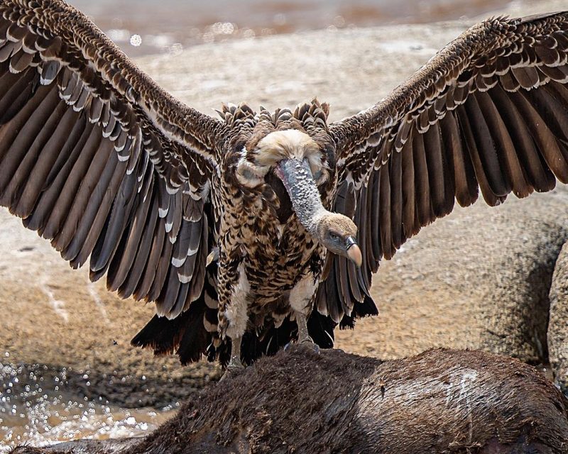 As imagens foram feitas no Parque Nacional da Tanz&acirc;nia – Foto: Janusz Galka Milesaway Travel/Reprodu&ccedil;&atilde;o/ND