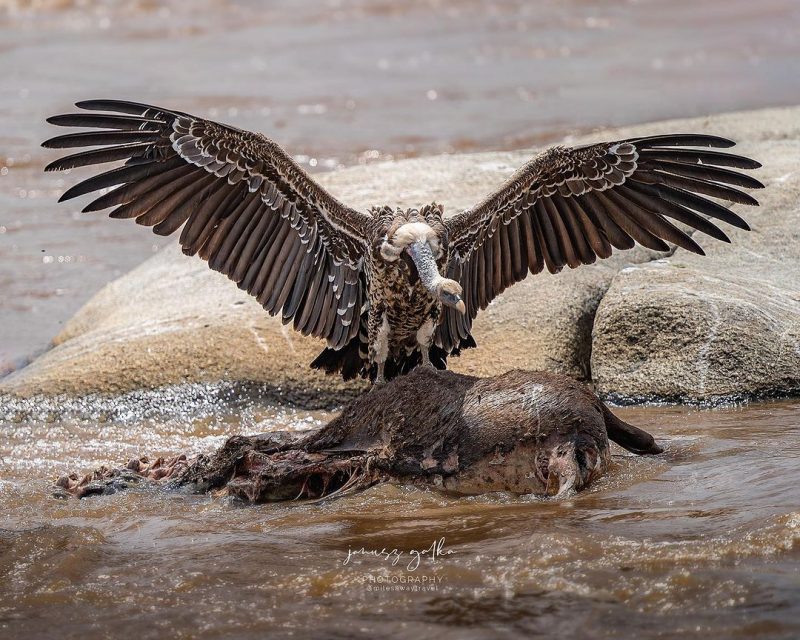 A cena chamou aten&ccedil;&atilde;o ao mostrar o urubu sobre uma carca&ccedil;a. – Foto: Janusz Galka Milesaway Travel/Reprodu&ccedil;&atilde;o/ND