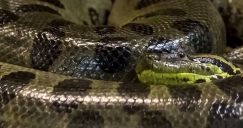 Preocupa&ccedil;&otilde;es com o animal foram levantadas por ambientalistas na &eacute;poca da grava&ccedil;&atilde;o – Foto: Bi&oacute;logo Henrique/Reprodu&ccedil;&atilde;o/ND