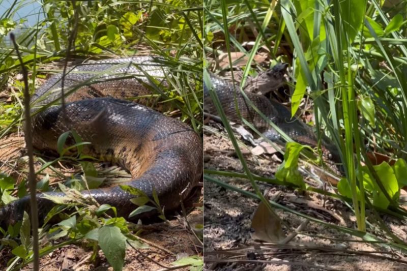 Sucuri estava deitada descansando – Foto: Reprodu&ccedil;&atilde;o/Redes Sociais/ND