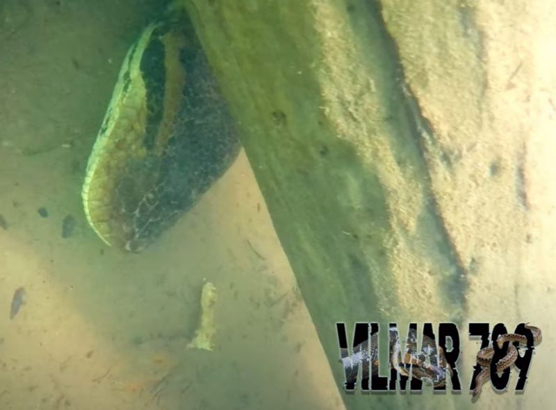 O ambientalista encontrou a sucuri durante uma expedição em busca das cobras gigantes no rio Formoso