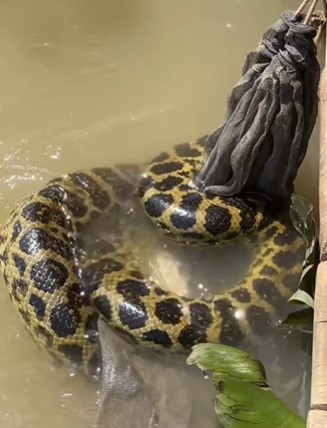 sucuri enrolada no saco de peixes