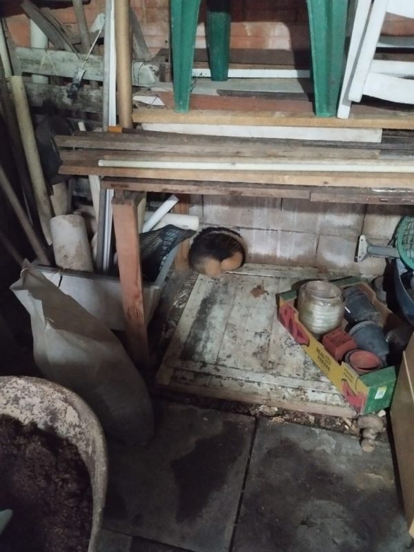 Tamanduá é resgatado por bombeiros em Pomerode