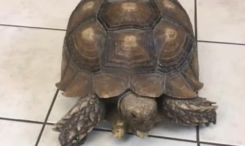 Tartaruga Tank escapou pela terceira vez de clínica veterinária nos Estados Unidos