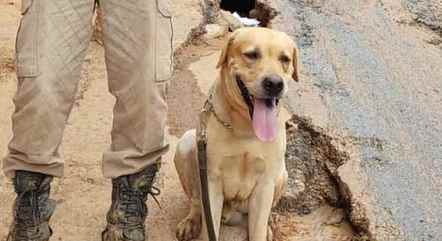 VÍDEO: Bombeiro que trabalhou em Brumadinho mostra resgate emocionante de  cão