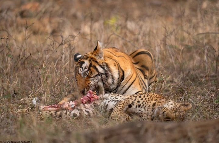 Tigre devora leopardo