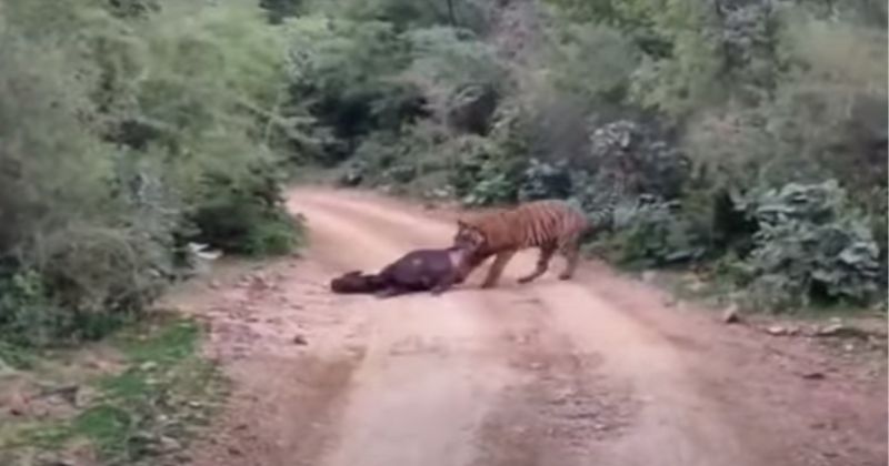 The animal drags its prey along the road and is caught on video – Photo: RANTHAMBORE WILDLIFE/AZ Animals/Reproduction/ND