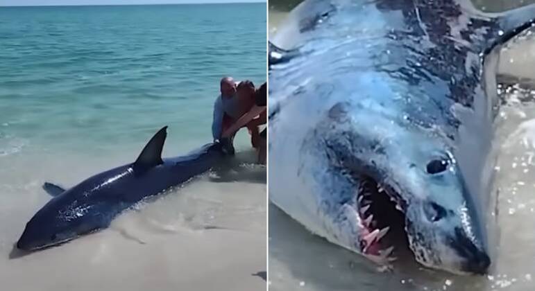 The couple saw the shark struggling in the sand and, together with a group of tourists, rescued the animal. 