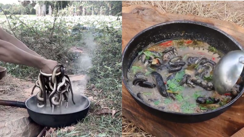 Ensopado de cobras assusta usuários da web
