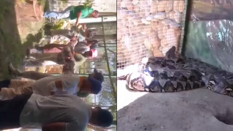 Cobra gigante que viralizou em vídeo pode ser real, mas não é encontrada no  Brasil