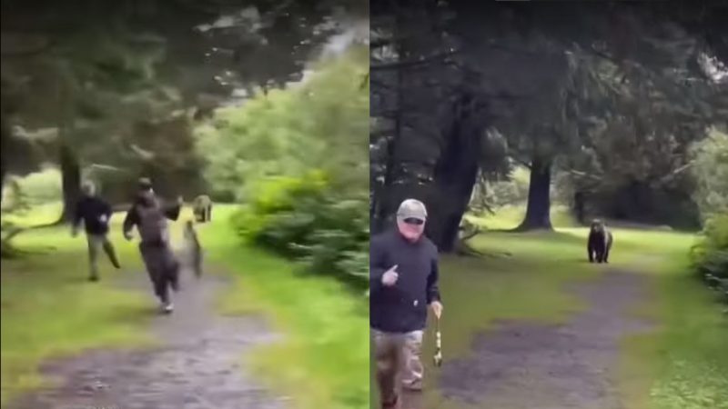 Pescadores atraem urso e precisam correr para se salvarem