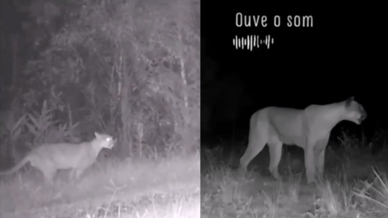 Como onças-pardas 'perderam o medo' de vizinhos humanos no Rio - e