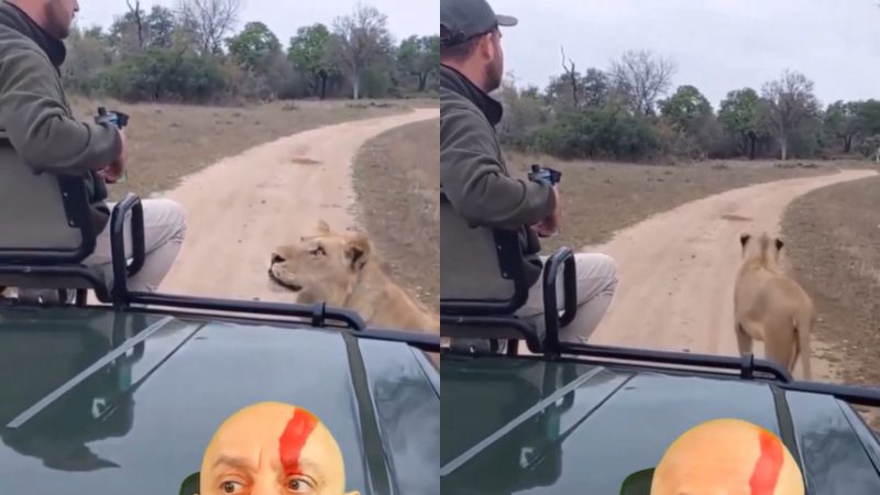 Homem dá de cara com leão em savana e biólogo faz comentário hilário