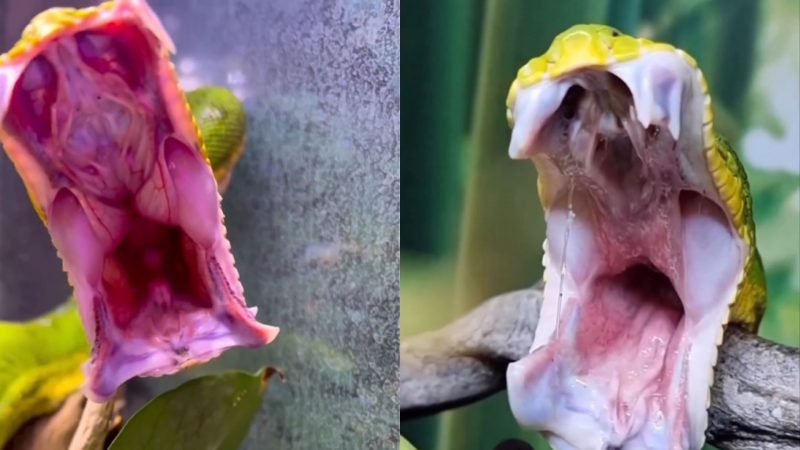 Cobra é flagrada bocejando com "sono" em vídeo 