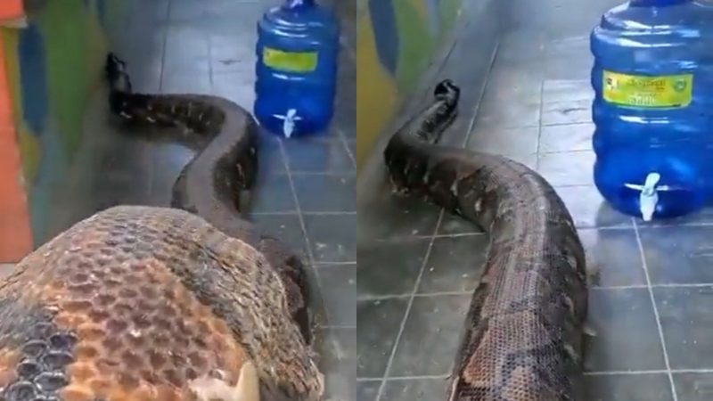 Cobra "pra mais de metro" é flagrada invadindo casa