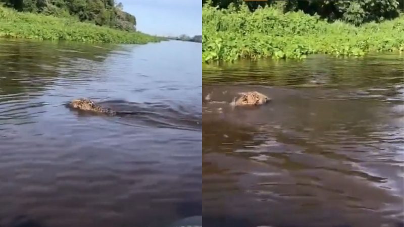 Onça dá rugido para vídeo e assusta internautas