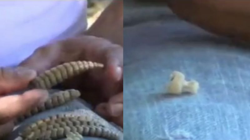 Cascavel tem segredo do chocalho revelado por influenciador