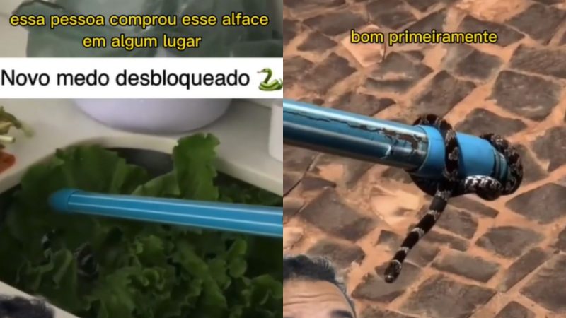 Cobra é encontrada em pé de alface e assusta internet