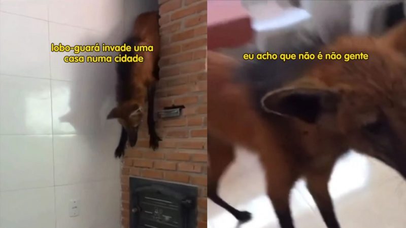 Com habitat ameaçado, lobo-guará invade casa 