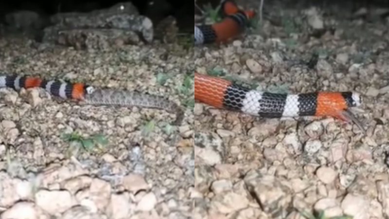 Cobra é devorada em instantes por coral-verdadeira