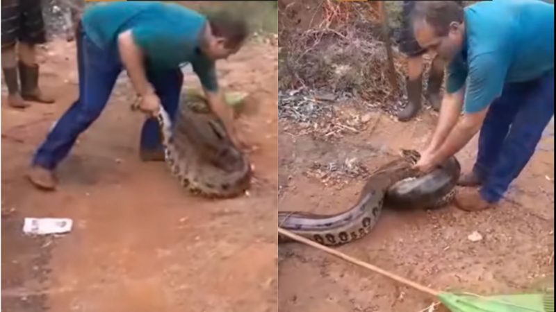 Sucuri gigante é capturada por brasileiro ninja em golpe certeiro