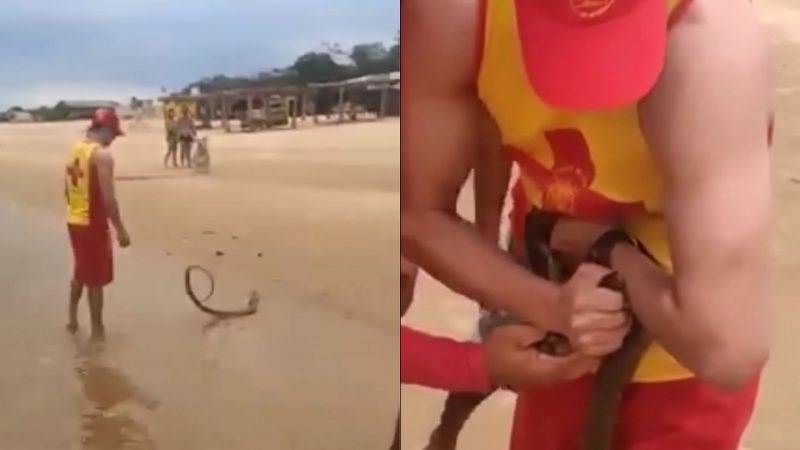 Bombeiro leva picada para salvar surucucu-do-pantanal