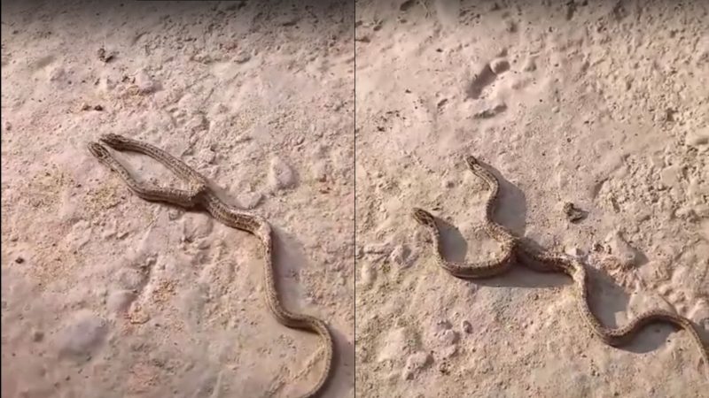 Cobra de duas cabeças viraliza e biólogo explica deformidade