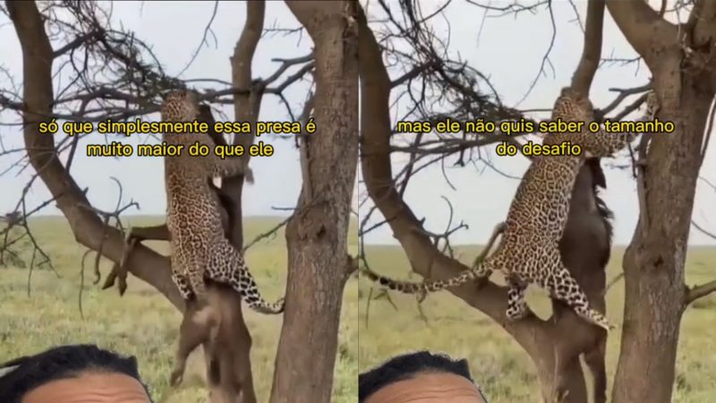 Leopardo mostra combinação de técnicas de caça