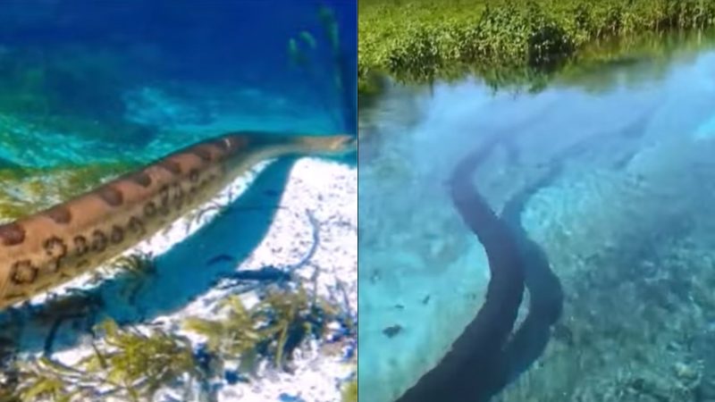 Sucuri é flagrada nadando e se exibindo em água cristalina