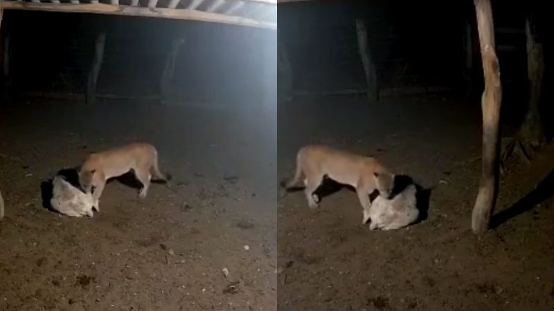 Onça-parda ataca ovelhas sem fazendeiro saber e vídeo de câmeras viraliza
