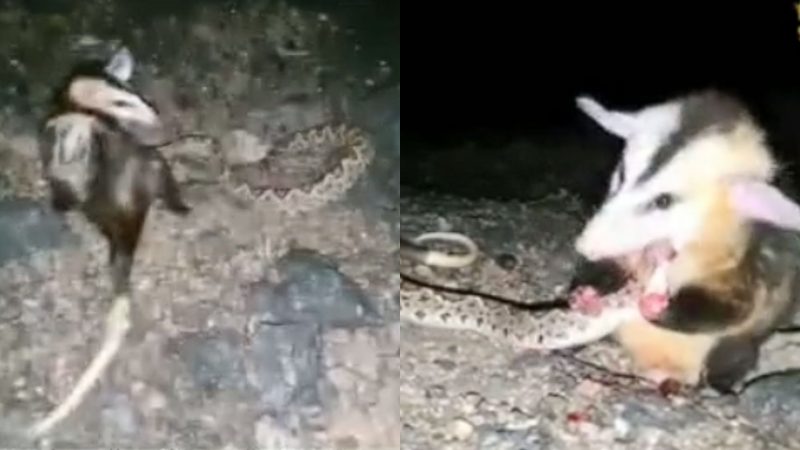 Gambá estraçalha cobra após ser desafiado e vídeo viraliza