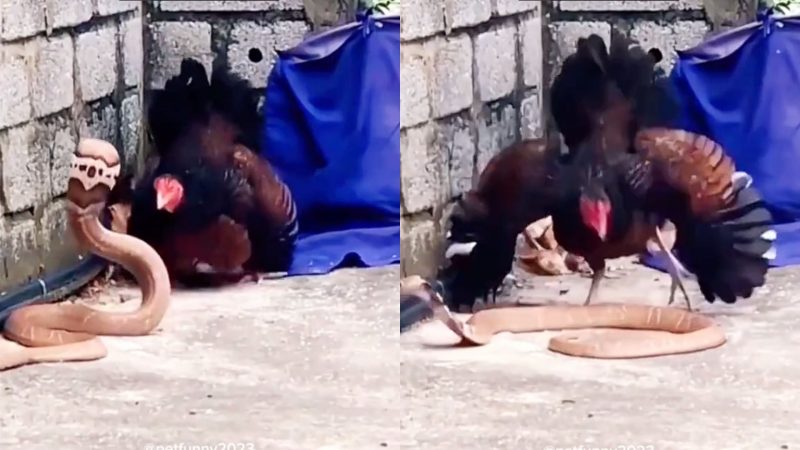 Cobra tenta comida fácil mas astúcia de mamãe galinha impede