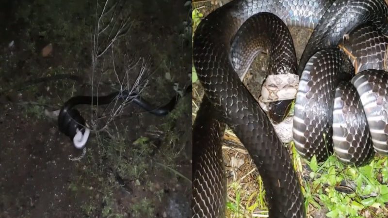 Cobra preta é flagrada devorando jiboia à moda "parafuso"
