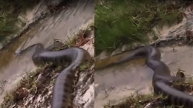 Sucuri assusta internautas ao aparecer em praia na Bahia