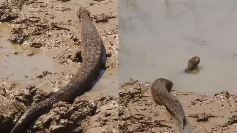 Sabe que cobra é essa? Bem, não é uma cobra. É uma lagarta