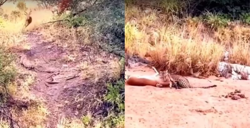 Leopardo ataca cervo com golpe mortal e impressiona web